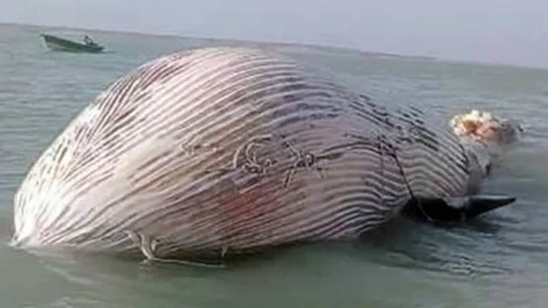 Blue whale found dead in Balochistan’s Gwater Bay