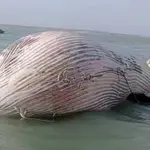 Blue whale found dead in Balochistan’s Gwater Bay