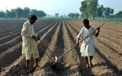 Federal Government introduces digital loan scheme for Pakistani farmers