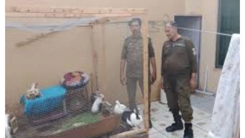 Brutal Animal Torture in Defence
