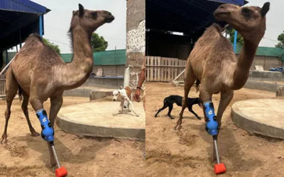 Sanghar camel fitted with prosthetic leg after one year