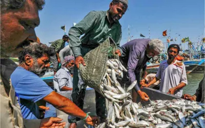 Pakistan sees boost in Seafood exports, Hits $465 Million