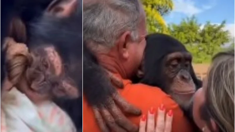Watch: How a simple gesture bring depressed chimpanzee back to life