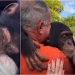 Watch: How a simple gesture bring depressed chimpanzee back to life