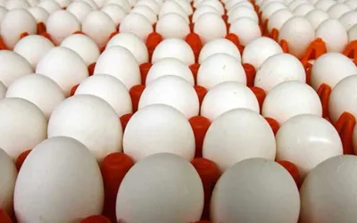 Egg price big drops in Pakistan - April 2024