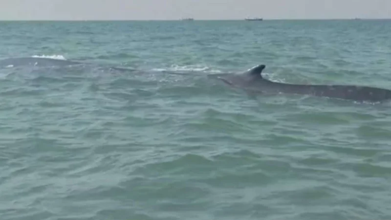 Giant Black Whale Spotted Alive Near Gadani Coastline