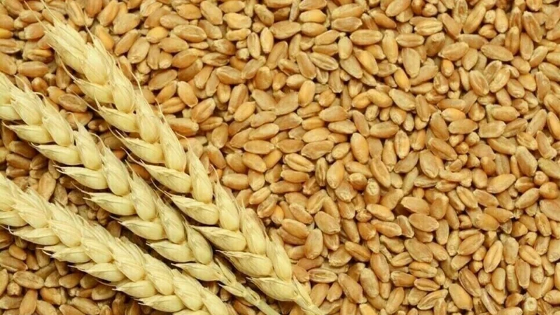 Punjab govt removes restrictions on wheat transport