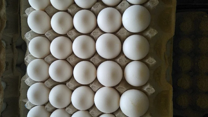 Egg price big drops in Pakistan