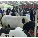 Asia's Largest Cattle Mandi 2024: Preparing for Eid-ul-Adha in Pakistan