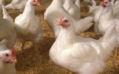 Chicken prices in Pakistan rise once again