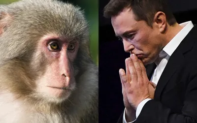 Controversy Surrounds Neuralink Lab: 1,500 Animals Killed in Experiments
