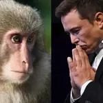 Controversy Surrounds Neuralink Lab: 1,500 Animals Killed in Experiments