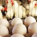 Egg Prices Drop in Pakistan