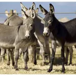 FBR foils attempt to smuggle donkey hide