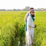 CM Punjab Maryam Nawaz approves wheat support subsidy for farmers