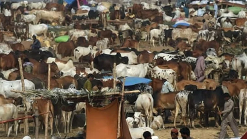 Eid-ul-Adha date announced in Pakistan- Check here