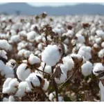 Pakistan faces over 33% decline in cotton arrivals
