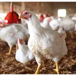 Chicken and vegetable prices continue to increase