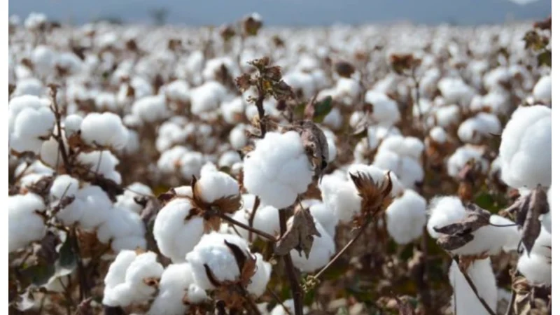 Cotton bales