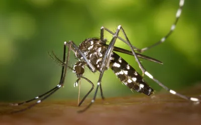 Surge in dengue cases raise concerns