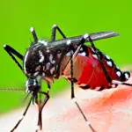 NIH Warns of Dengue Risk, Calls for Immediate Precautions