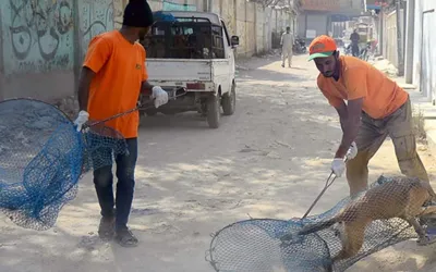 Karachi reports over 10,000 dog bite cases in two months