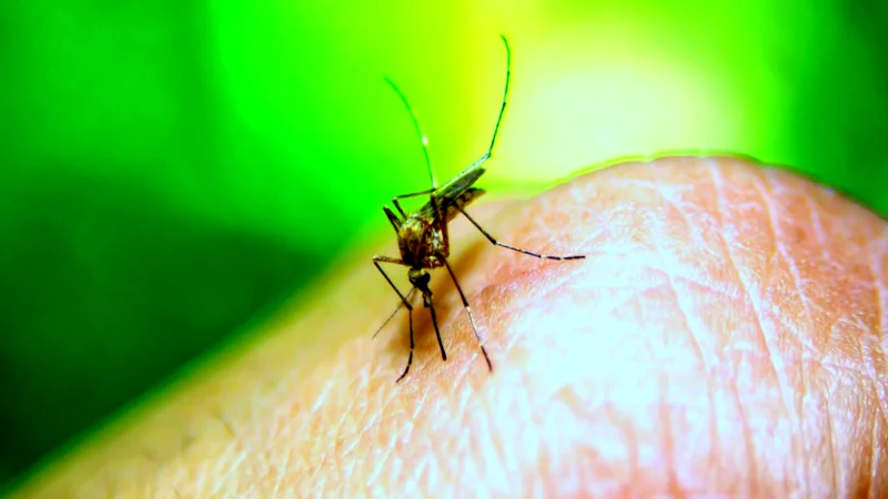 Two dengue cases reported in Rawalpindi