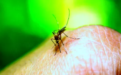 Two dengue cases reported in Rawalpindi