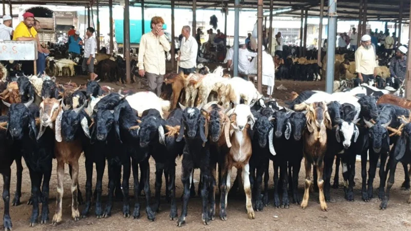 Governor Sindh announces free goats to those in need on Eidul Adha 2024