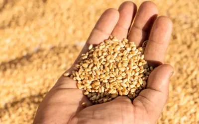 Wheat Price in Pakistan Today - Big Drop in Prices