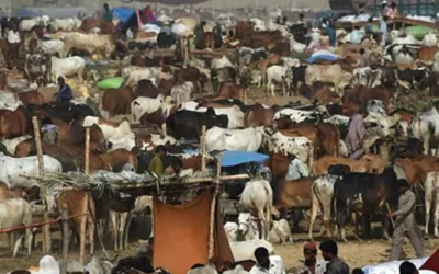 Eid-ul-Adha 2024: Karachi Sees Major Drop in Cow Mandi Rates