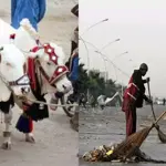 People requested to ensure safe disposal of offal