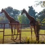 Lahore Zoo Welcomes People with New Animals: Checkout Eid Timings!