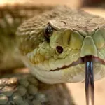 Bangladesh steps up efforts to raise awareness of snake bite as cases surge