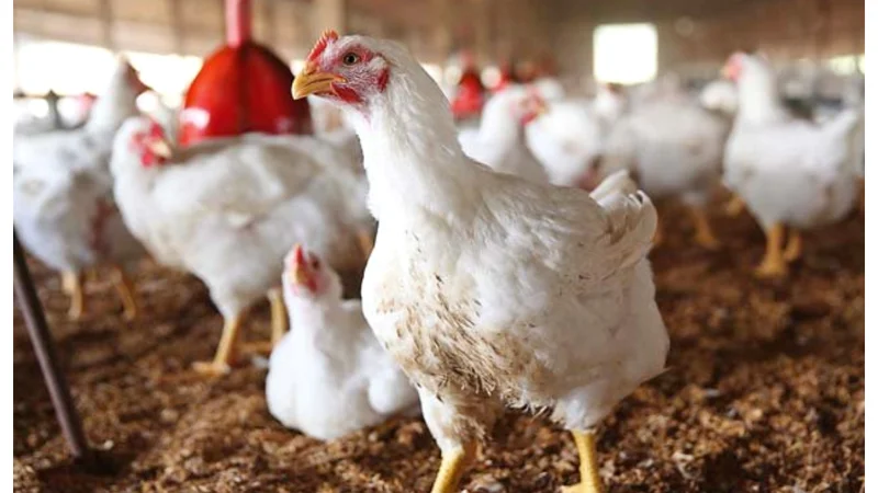 Chicken and vegetable prices continue to increase