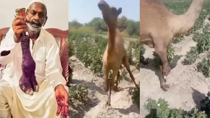 Accused involved chopping off of camel's leg in Sanghar granted bail