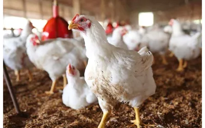 Chicken Rates Increased in Lahore: Check the Latest Prices Here!