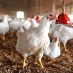 Latest Chicken Rate in Lahore Today: July 2024 Update