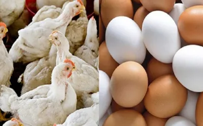 Chicken and egg prices in Pakistan