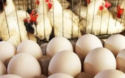 Chicken and egg prices continue to rise in Punjab