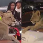 Woman Arrested for Driving with Pet Lion in Convertible Bentley