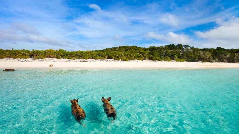 Alert: Jamaica Off-Limits for American Tourists, Warns State Dept