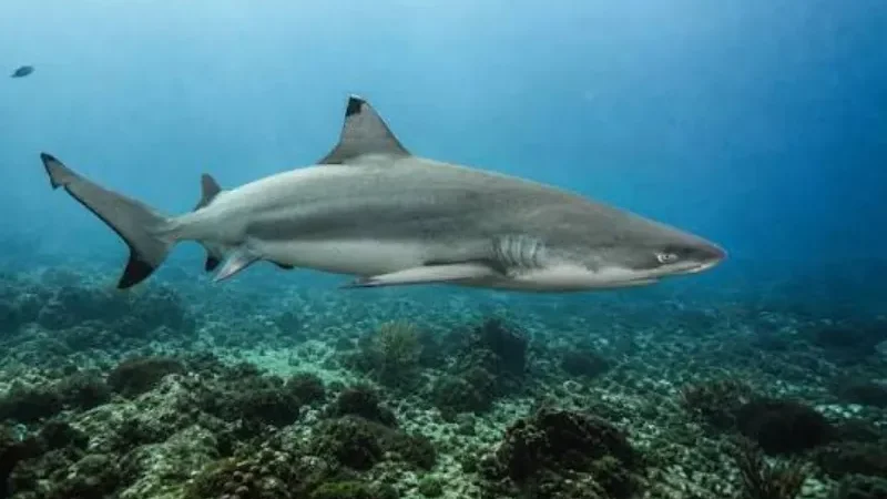 Pakistan unveils national action plan for shark conservation - Junaid Anwar Chaudhry, Pakistan, shark conservation