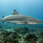 Pakistan unveils national action plan for shark conservation