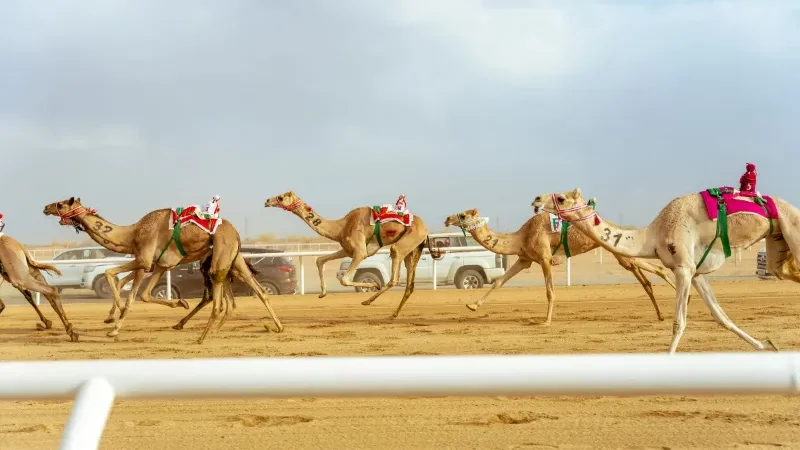114 camels worth up to $131m entered in Crown Prince Camel Festival finale