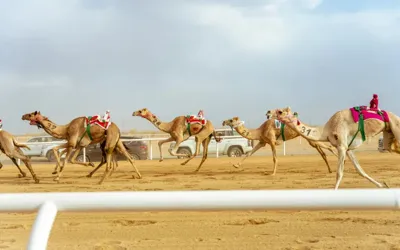 114 camels worth up to $131m entered in Crown Prince Camel Festival finale
