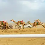 114 camels worth up to $131m entered in Crown Prince Camel Festival finale