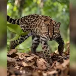 New wild cat species discovered in Bolivia