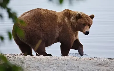 Fat Bear Week 2026 returns as 16 Alaska bears vie for the crown