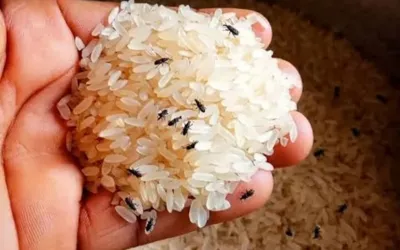 Easy rice storage tips to keep insects away